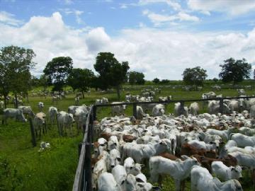 Fazenda em São Gabriel do Oeste Não Especificado R$ 4.000.000,00