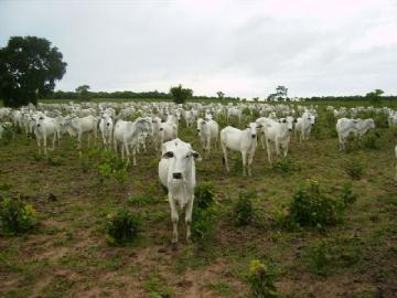 Fazenda em São Gabriel do Oeste Não Especificado R$ 4.000.000,00