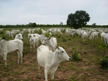 Fazenda em São Gabriel do Oeste Não Especificado R$ 4.000.000,00