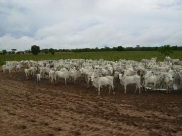 Fazenda em São Gabriel do Oeste Não Especificado R$ 4.000.000,00