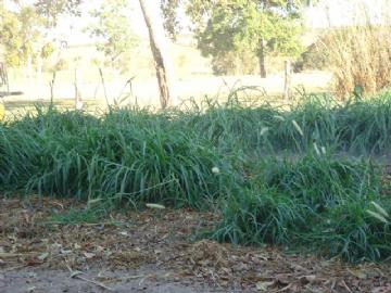 Fazenda em São Gabriel do Oeste Não Especificado R$ 4.000.000,00