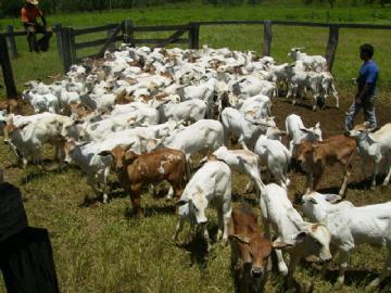 Fazenda em São Gabriel do Oeste Não Especificado R$ 4.000.000,00