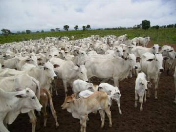 Fazenda em São Gabriel do Oeste Não Especificado R$ 4.000.000,00