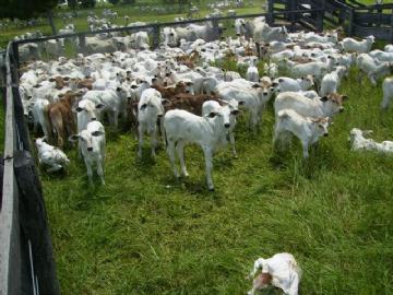 Fazenda em São Gabriel do Oeste Não Especificado R$ 4.000.000,00