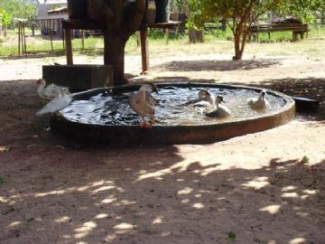 Fazenda em São Gabriel do Oeste Não Especificado R$ 4.000.000,00