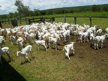 Fazenda em São Gabriel do Oeste Não Especificado R$ 4.000.000,00