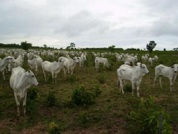 Fazenda em São Gabriel do Oeste Não Especificado R$ 4.000.000,00