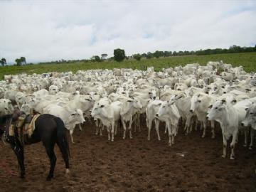 Fazenda em São Gabriel do Oeste Não Especificado R$ 4.000.000,00